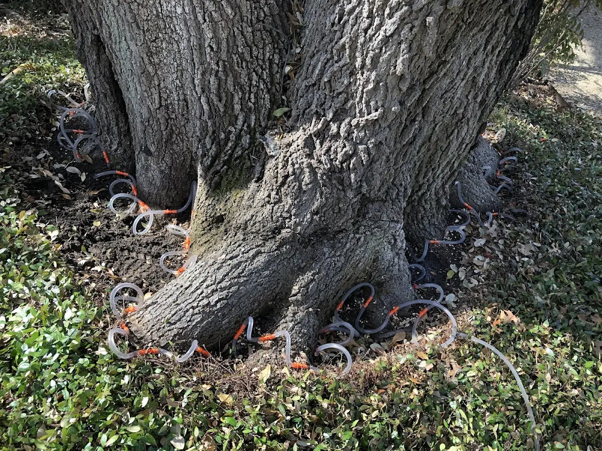 Detailed Tree Cabling and Bracing job site in Bristow