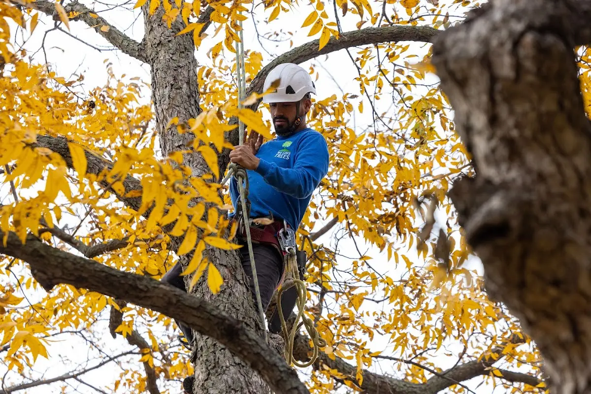 Skilled Dead Tree Removal crew working in Bristow
